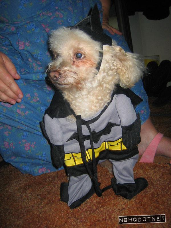 gtimes_batdog.jpg