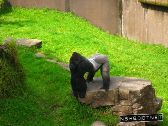 gorillaASS.jpg