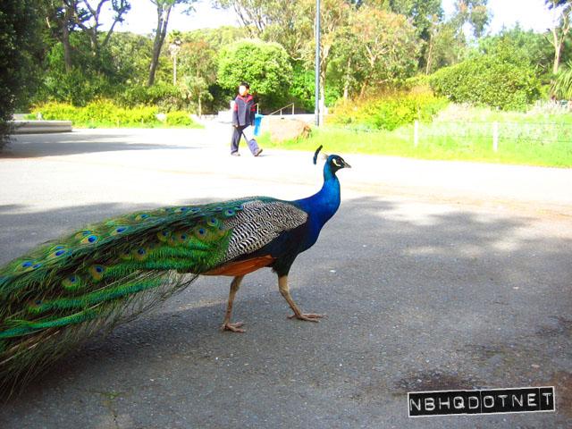 peacock.jpg