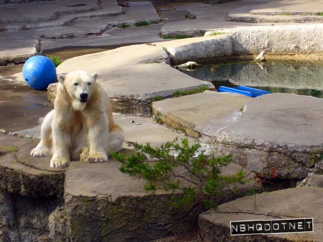 polarbear2.jpg