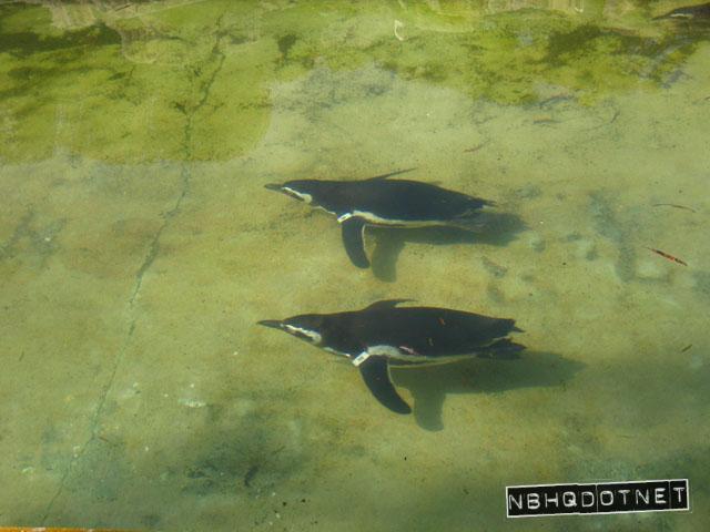 swimpenguins.jpg