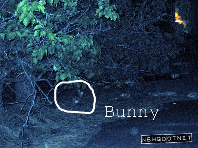 tahoe05_bunny.jpg