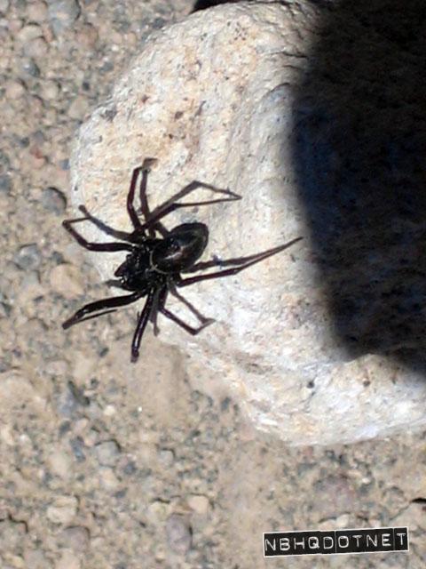 tahoe05_fatspider.jpg