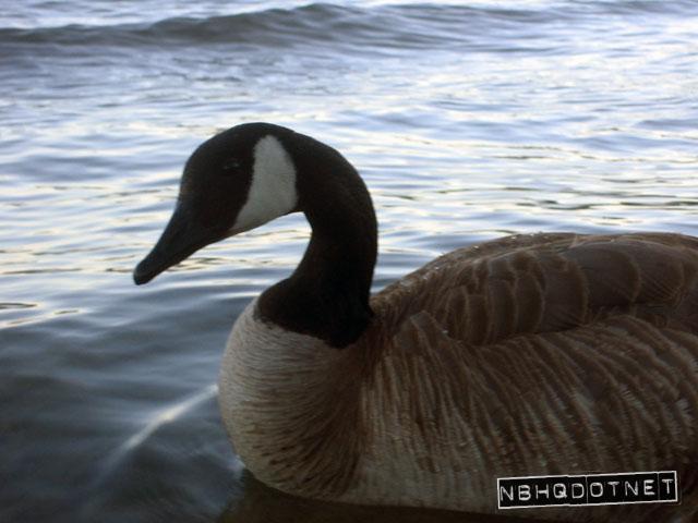 tahoe05_goose.jpg