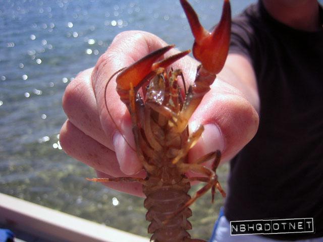 tahoe2_crawdad.jpg