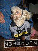 gtimes_batdog.jpg