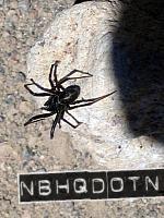 tahoe05_fatspider.jpg